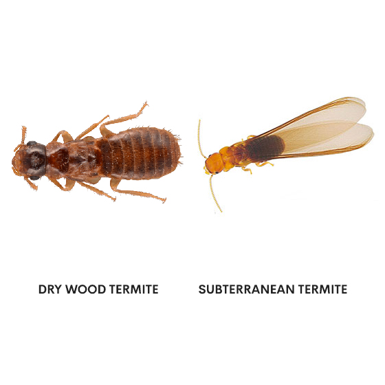 Two types of termite