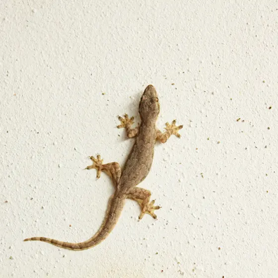 How to Check Whether the Lizard is in Your Home