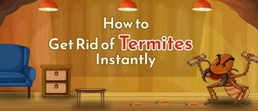 How to get rid of termites Instantly