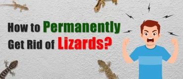 How to permanently get rid of lizards