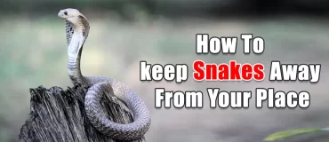 how to keep snakes away from your place