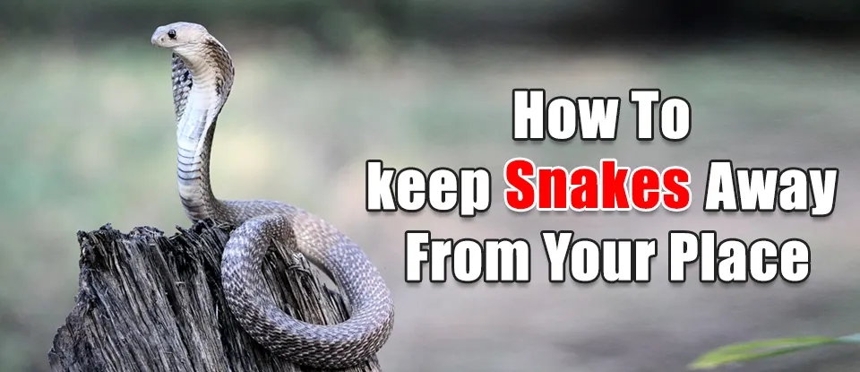 https://ecomarvy.com/wp-content/uploads/2023/06/how-to-keep-snakes-away-from-your-place.webp