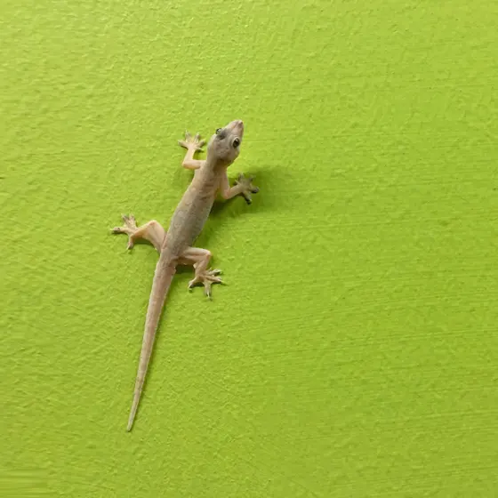 
Why should the lizard be chased away from the house?
