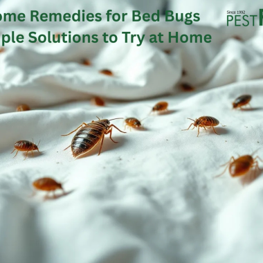 Home Remedies for Bed Bugs: Simple Solutions to Try at Home